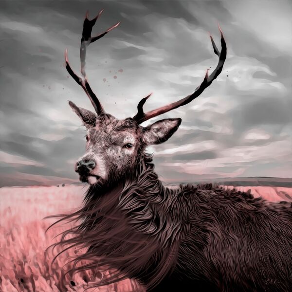 Male stag