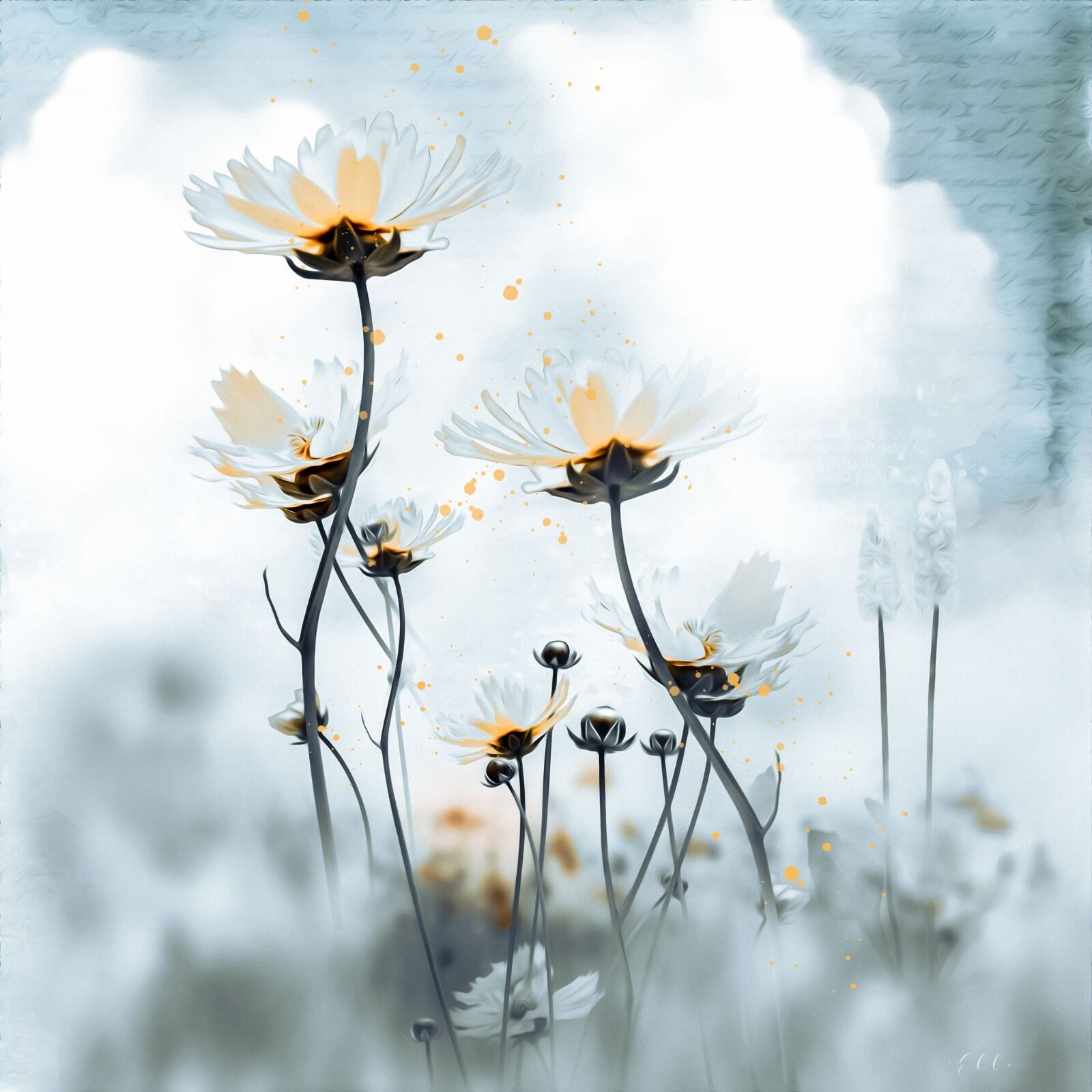 Full bloom