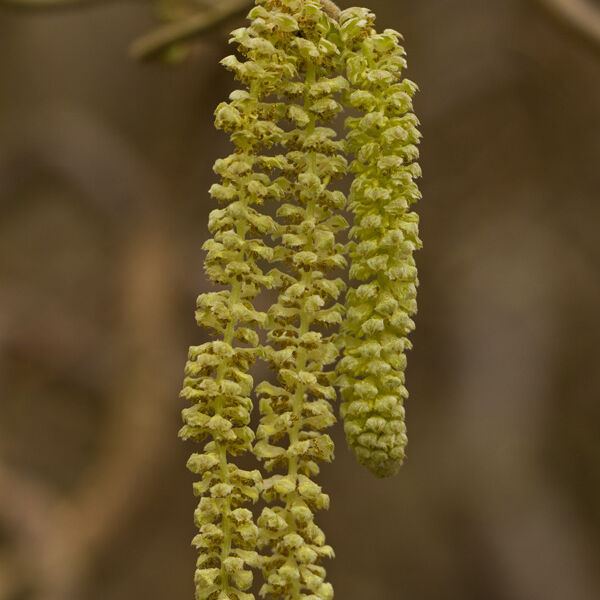 Hazel Catkins