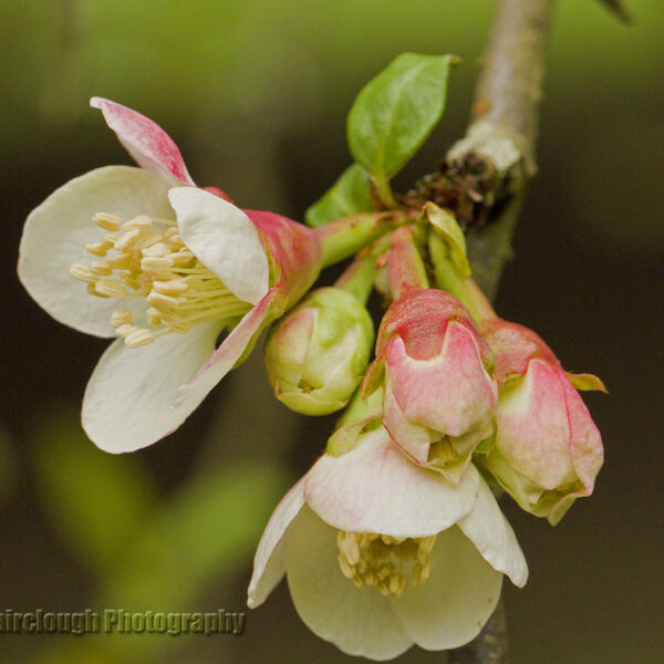 Apple Blossom