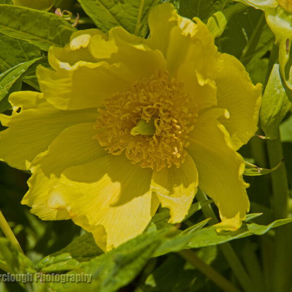 Tree peony or paeony