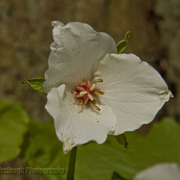 Trillium