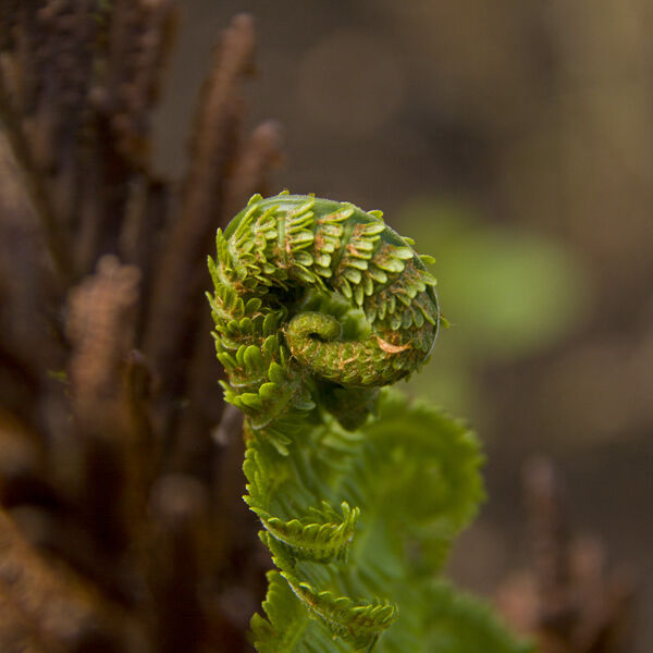 Fern frond
