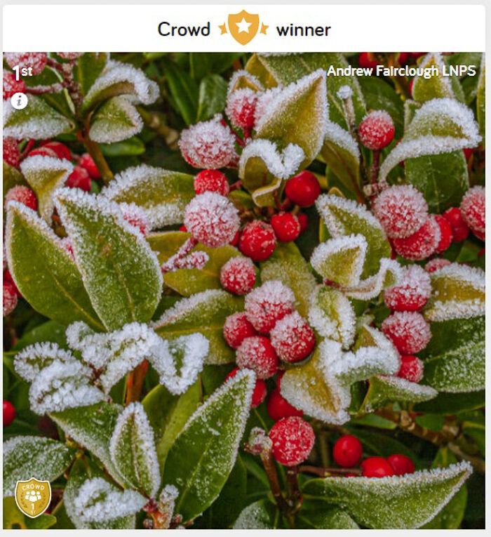 Frosty Skimmia Berries