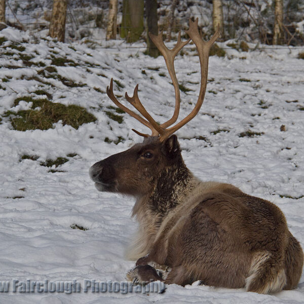 Reindeer (Rangifer tarandus)