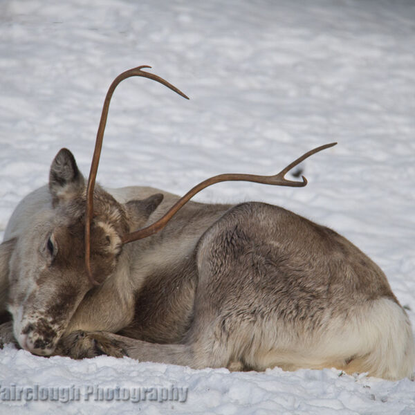 Reindeer (Rangifer tarandus)