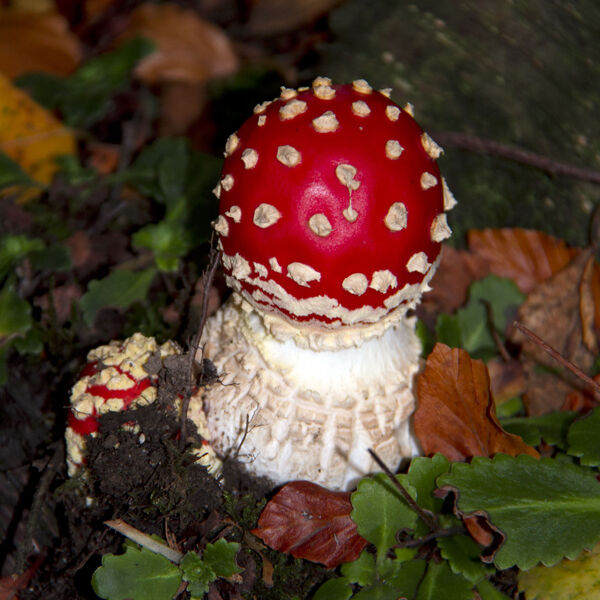 Fly Agaric or Fly amanita (Amanita muscaria)