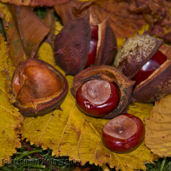 Fallen Horse Chestnuts