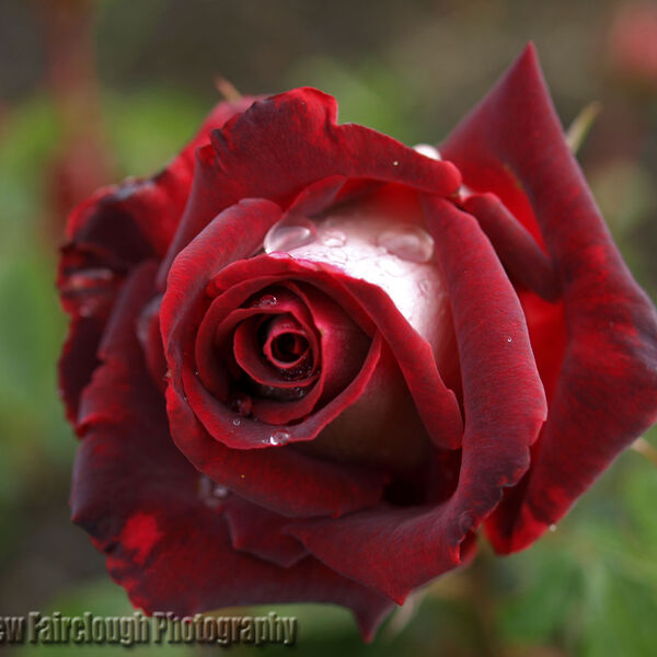 Rose 'Osiria' after a summer rain shower.