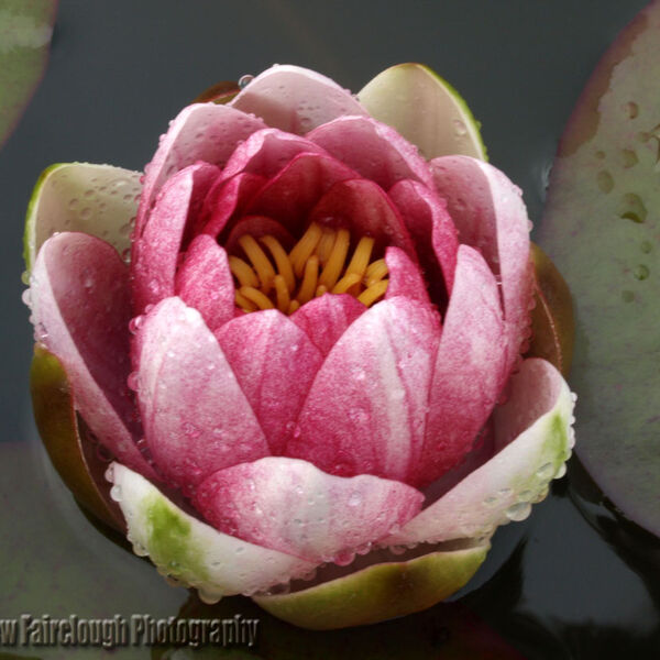 Waterlily opening from a bud, (family Nymphaeaceae)