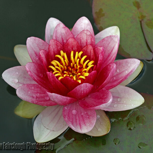 Waterlily (family Nymphaeaceae)