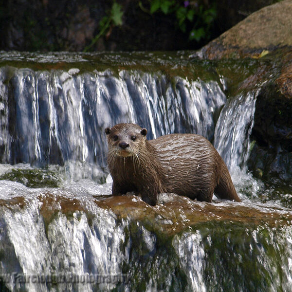 European Otter (Lutra lutra)