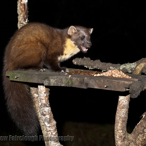 Pine Marten (Martes martes)