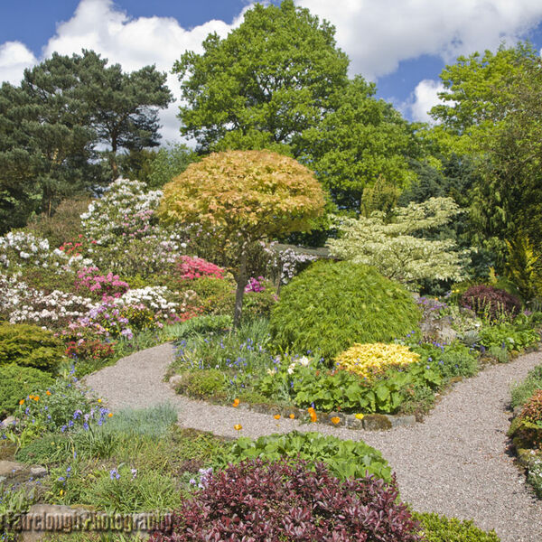 Rhododendrons & Azaleas at Lea Gardens