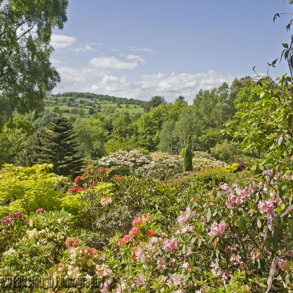 Early Spring at Lea Gardens
