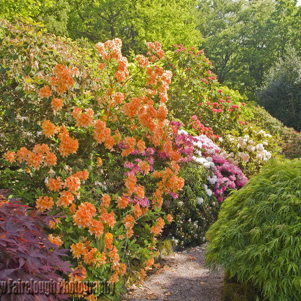 Azalea Walk - Lea Gardens
