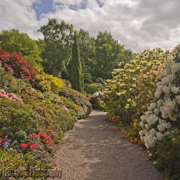 Azalea Borders at Lea Gardens