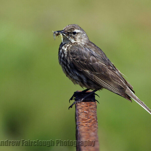 Meadow Pipit (Anthus pratensis)