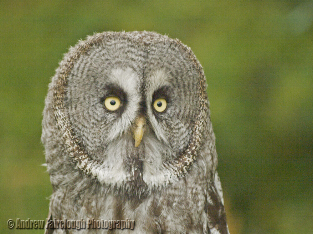 Portrait of a great grey owl (Strix nebulosa) looking directly into the camera.