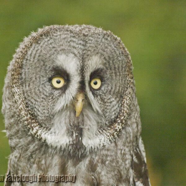 Portrait of a great grey owl (Strix nebulosa) looking directly into the camera.