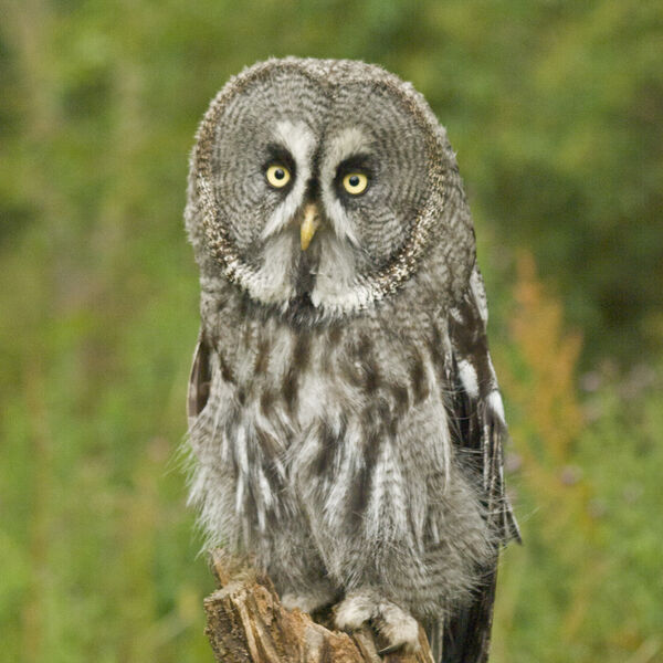 Great Grey Owl perched on a tree stump.