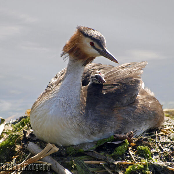 Great crested grebe (Podiceps cristatus).