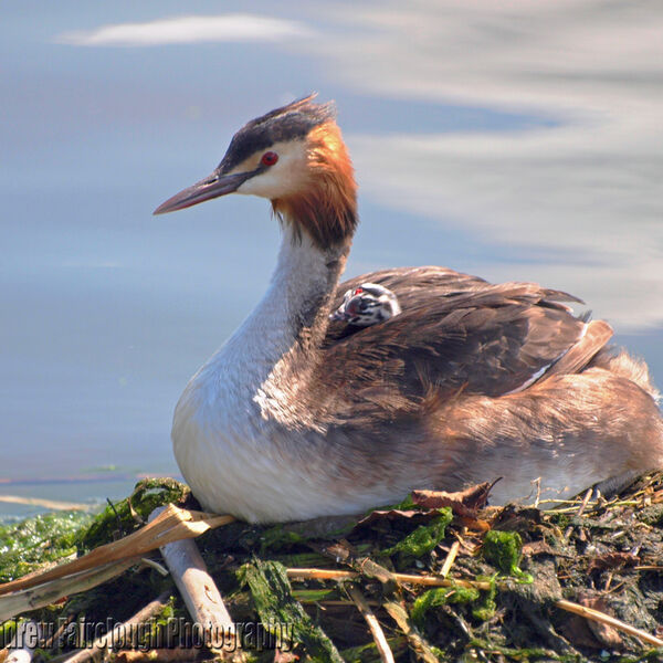 Great Crested Grebe and chick on nest.