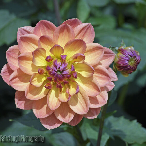 Dahlia - Decorative Type