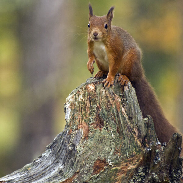 Red Squirrel