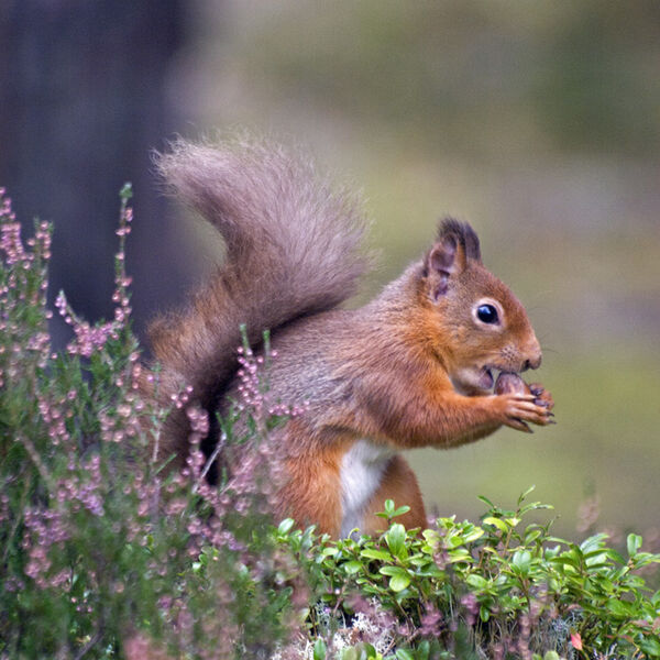 Red Squirrel