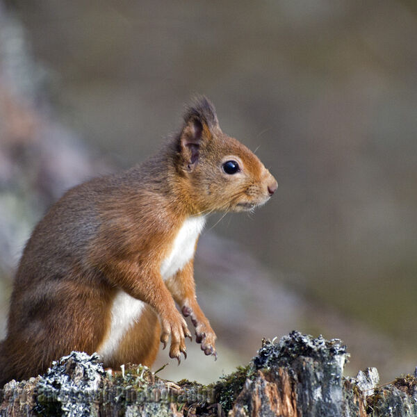 Red Squirrel (Sciurus vulgaris)