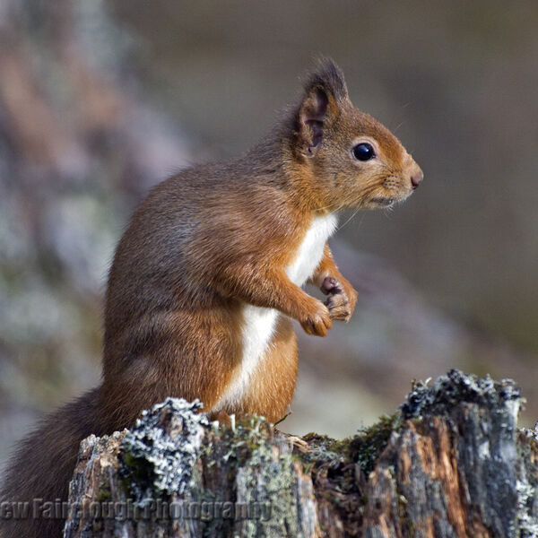 Red Squirrel