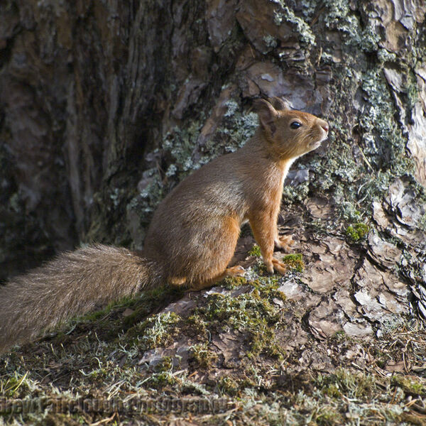 Red Squirrel (Sciurus vulgaris)