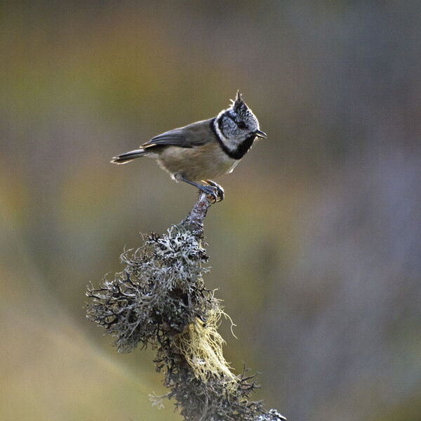 European Crested Tit (Lophophanes cristatus)
