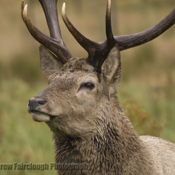 Red Deer Stag (Cervus elaphus)