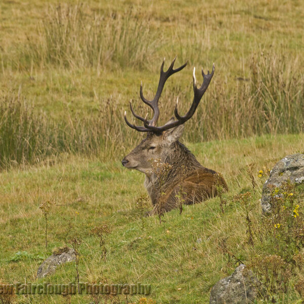 Red Deer Stag