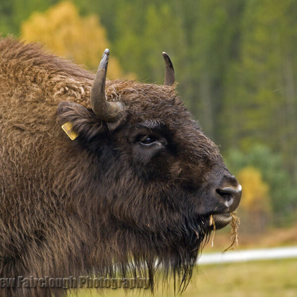 European Bison (Bison bonasus)