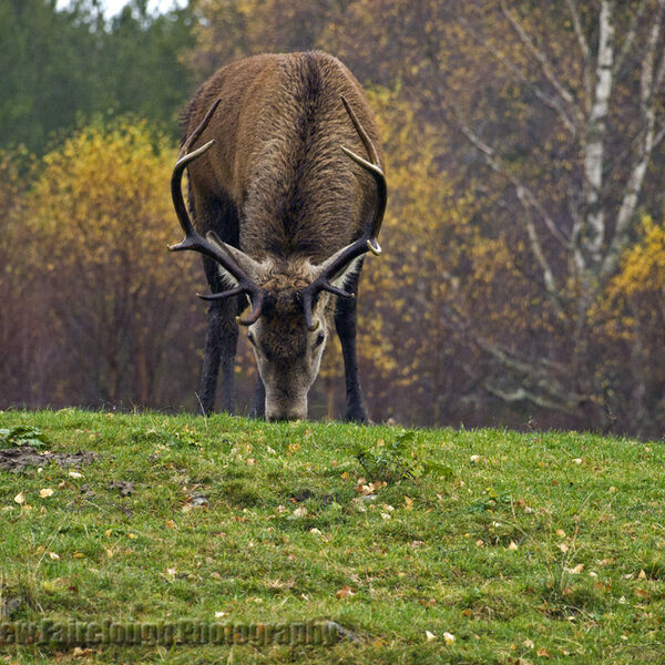 Red Deer Stag
