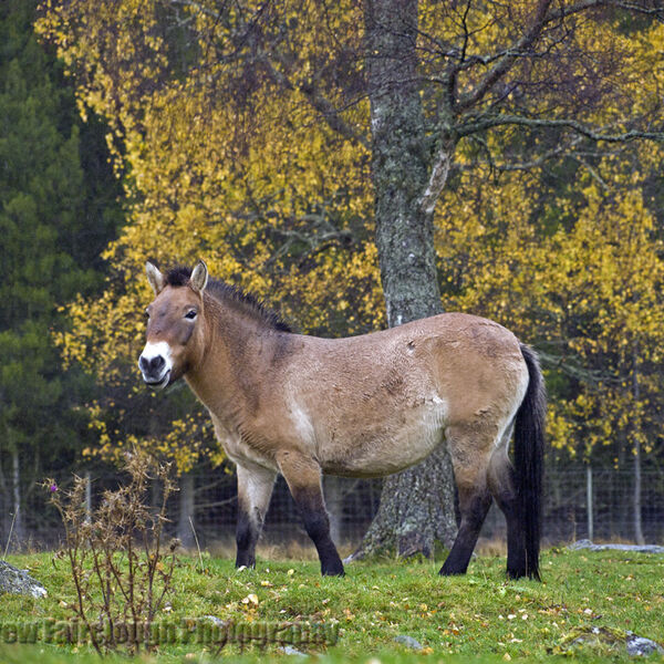 Przewalski's horse (Equus przewalskii or Equus ferus przewalskii)