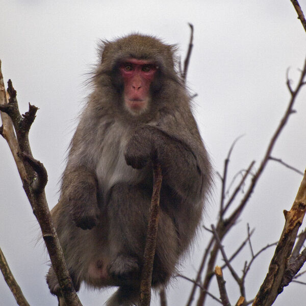 Japanese Macaque or Snow Monkey (Macaca fuscata)