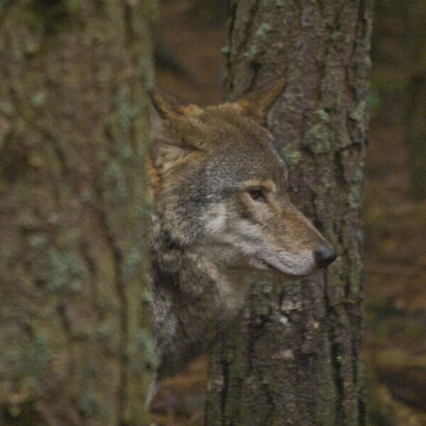 Eurasian Grey Wolf (Canis lupus lupus)
