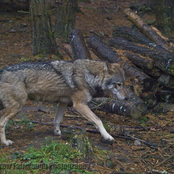 Eurasian Grey Wolf Canis lupus lupus)