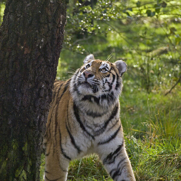 Amur Tiger - formerly known as the Siberian Tiger (Panthera tigris altaica)