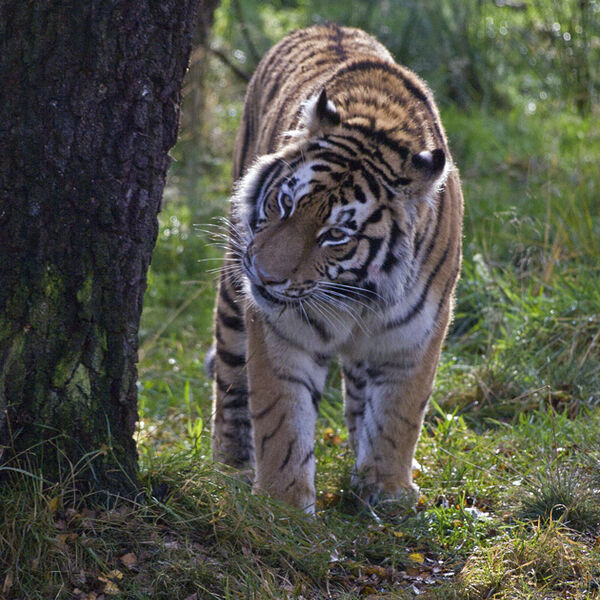 Amur Tiger - formerly known as the Siberian Tiger (Panthera tigris altaica)