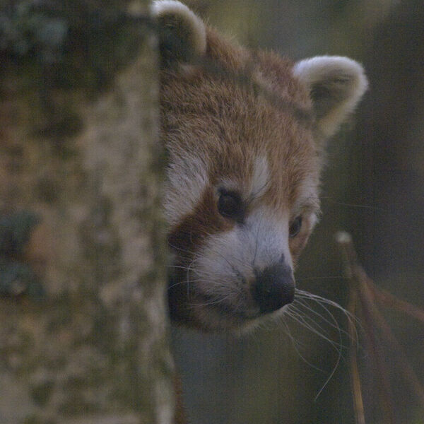 Red Panda (Ailurus fulgens)