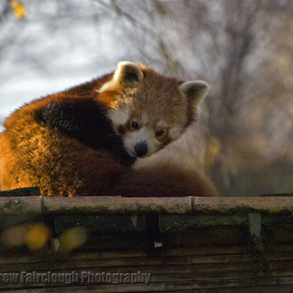 Red Panda (Ailurus fulgens)