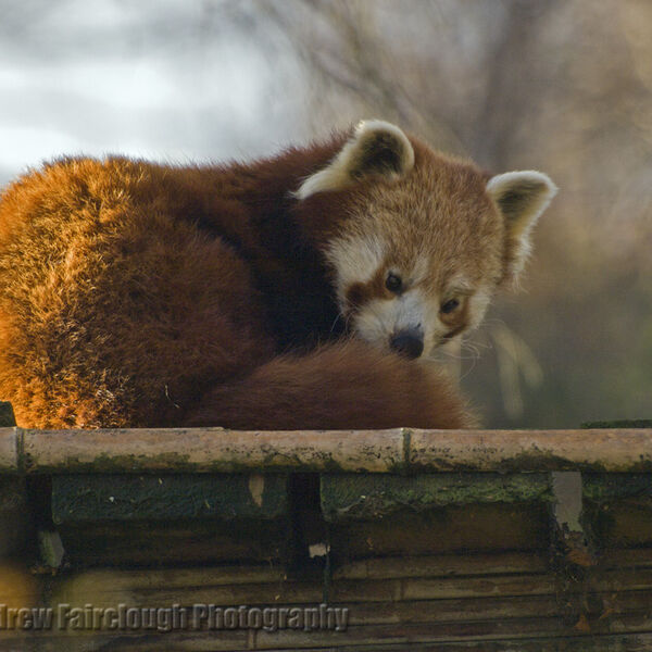 Red Panda (Ailurus fulgens)