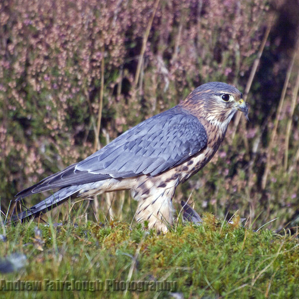 Merlin (Falco columbarius)