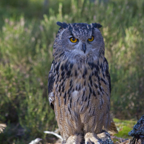 Eurasian Eagle Owl (Bubo bubo)