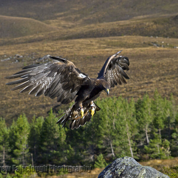 Golden Eagle (Aquila chrysaetos)